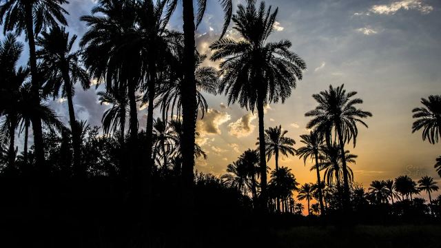 بستان نخيل عند الغروب في جنوب العراق. صورة أرشيفية